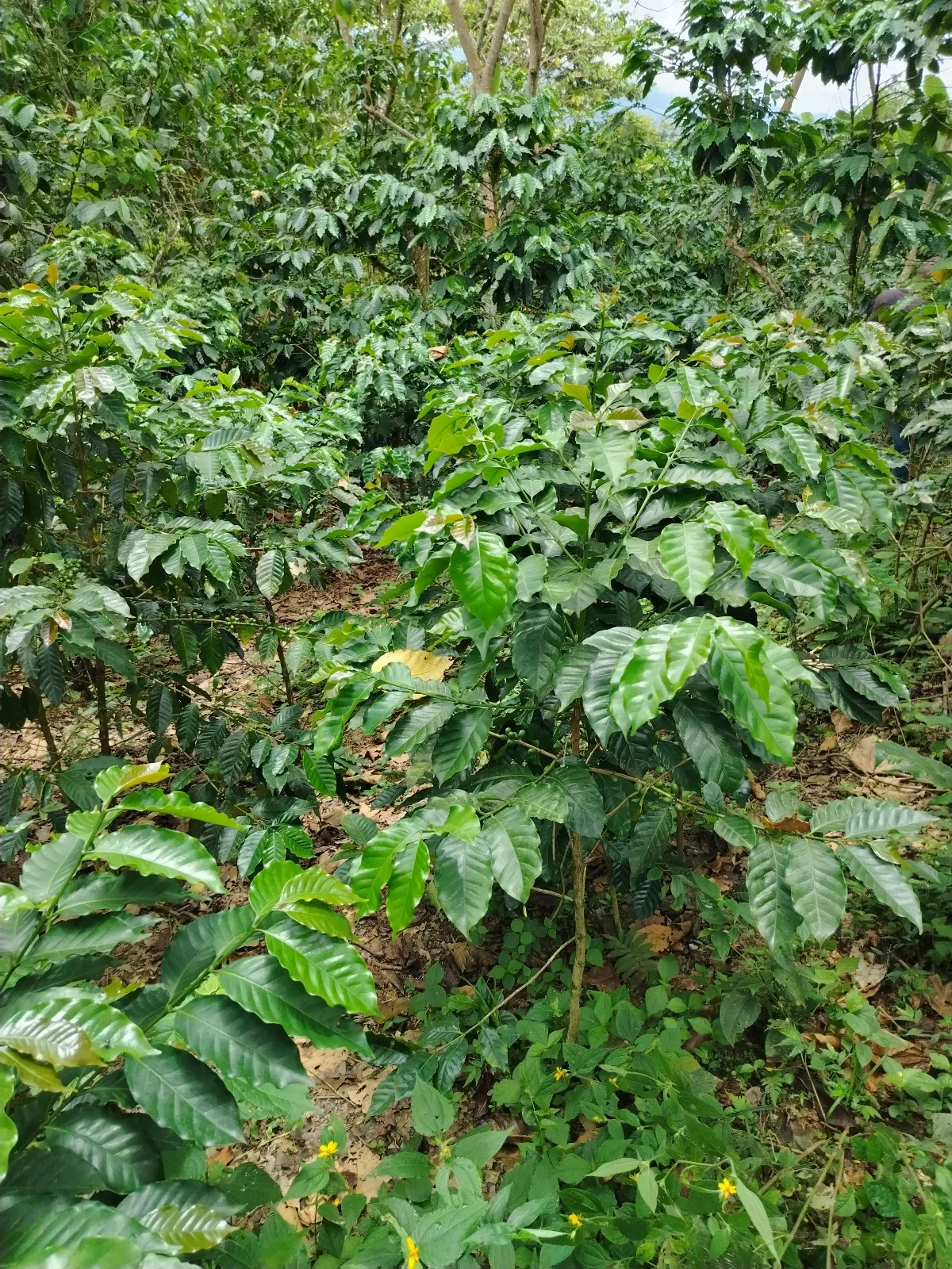 La Terán