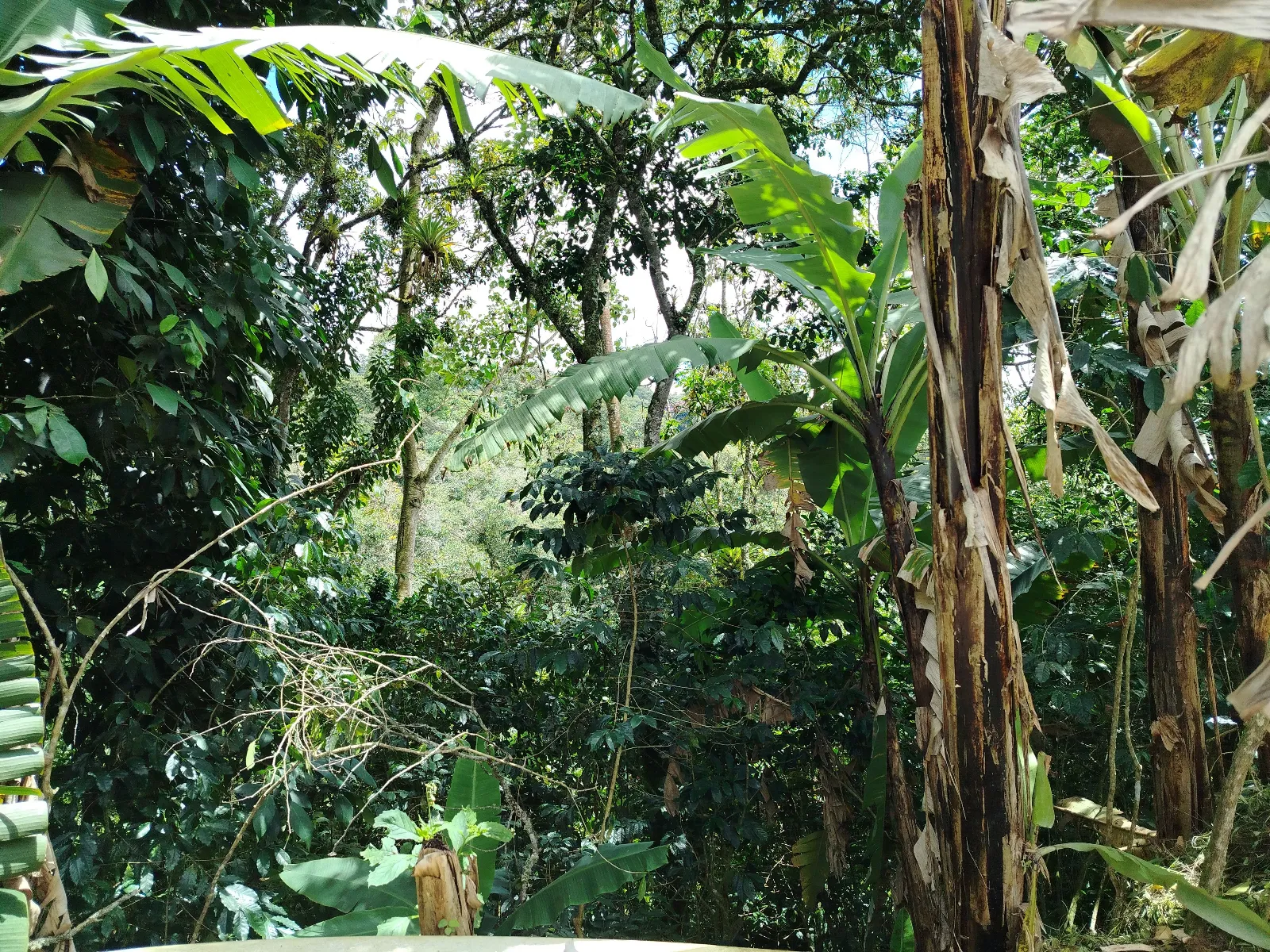 Finca José