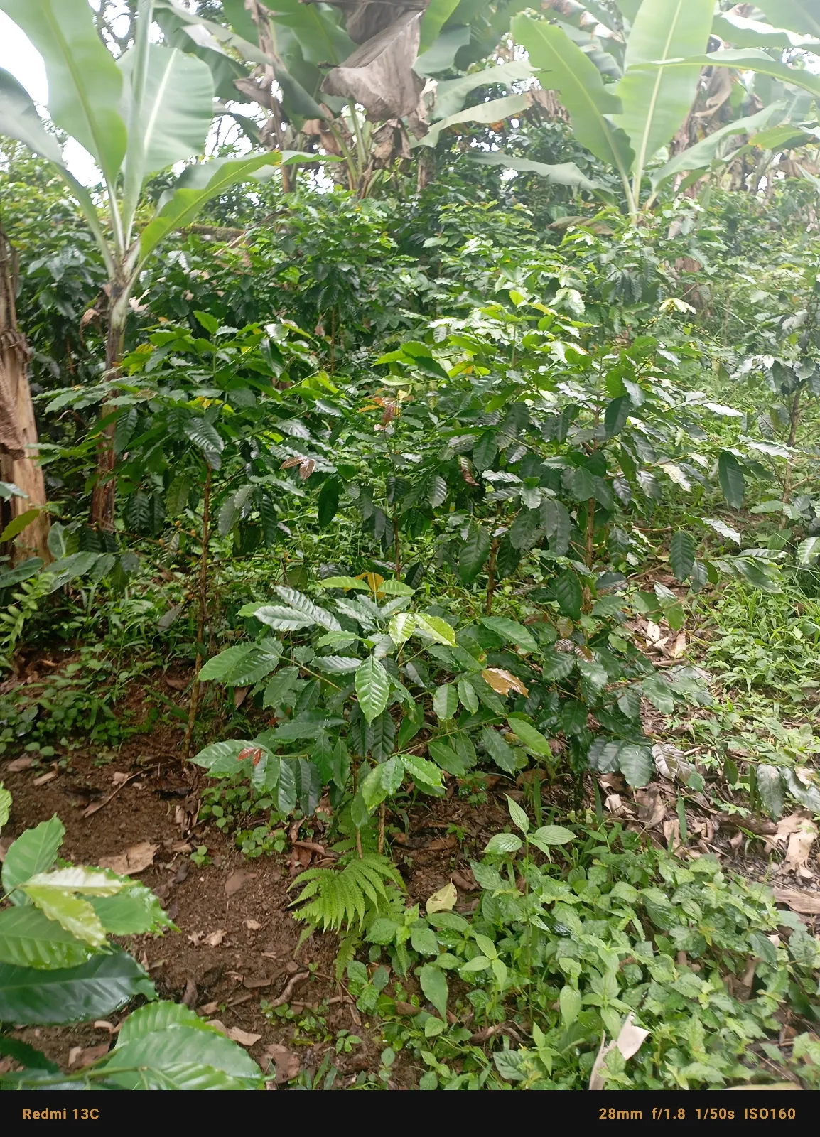 La Esperanza