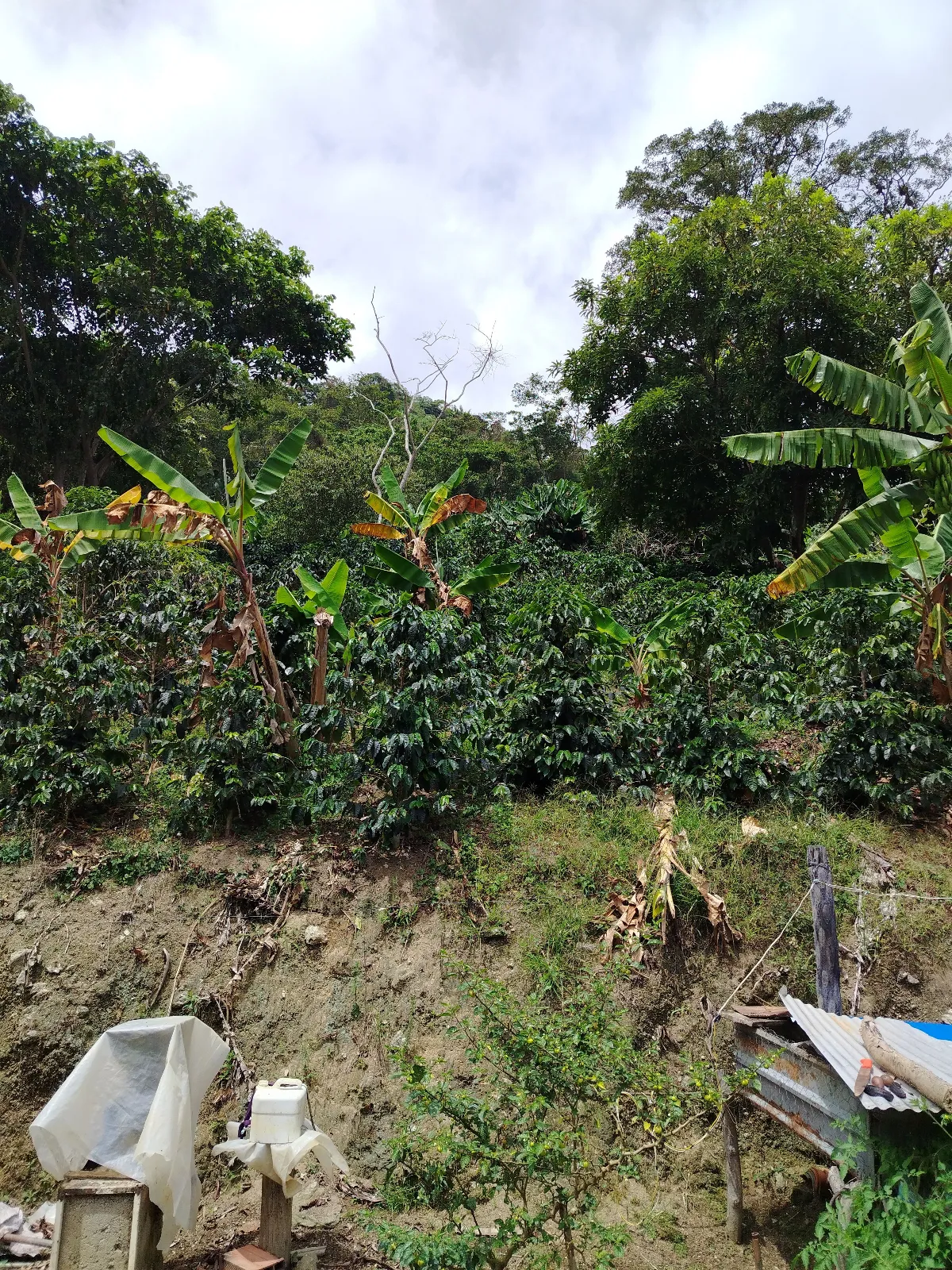 El llano