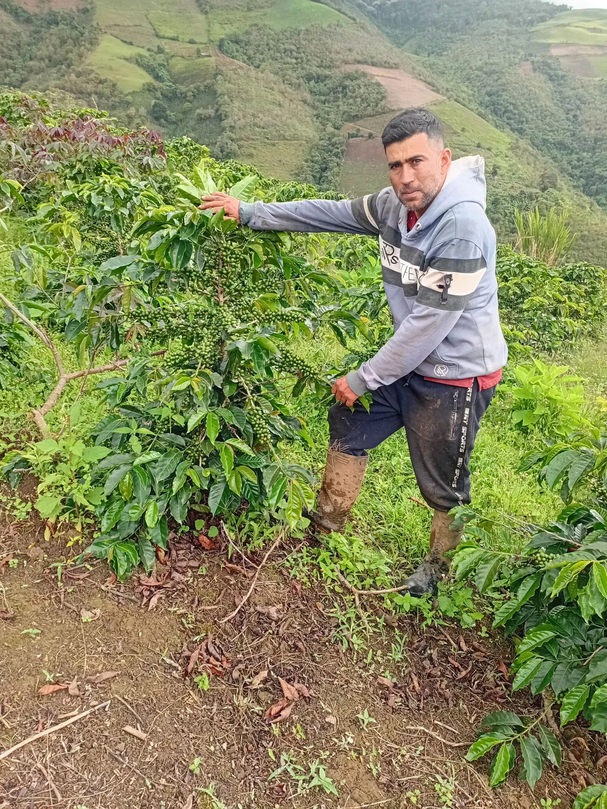 El marañon