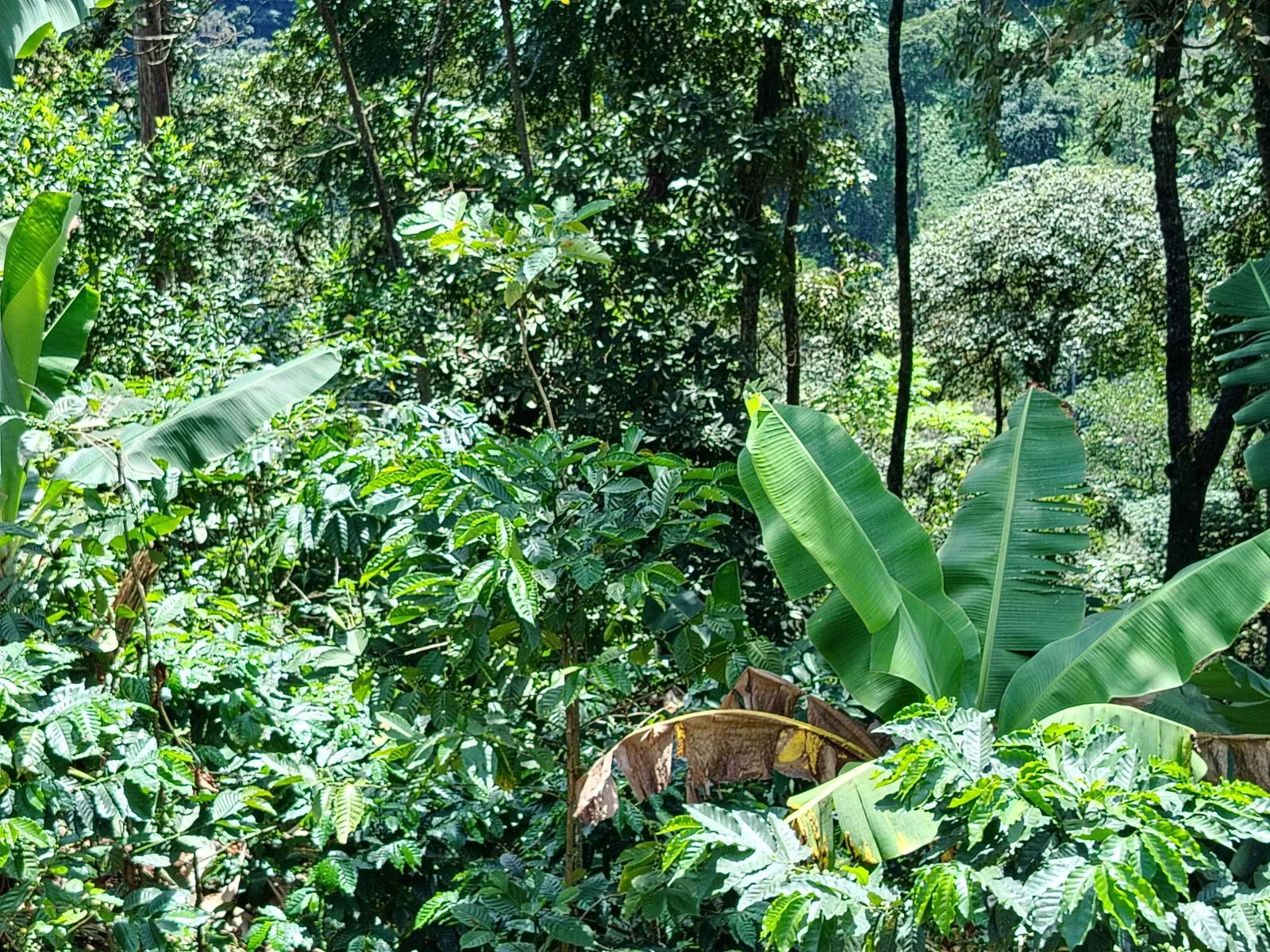 El malangal