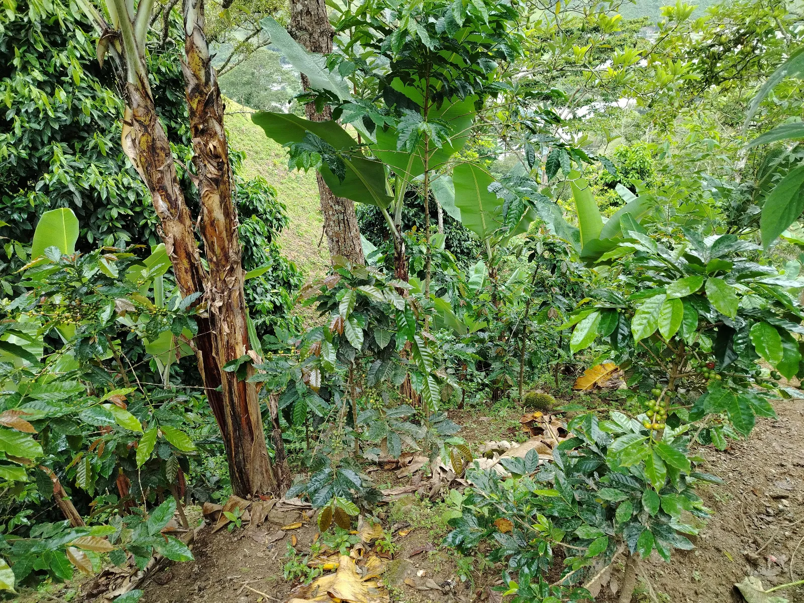 Finca la vega guamo
