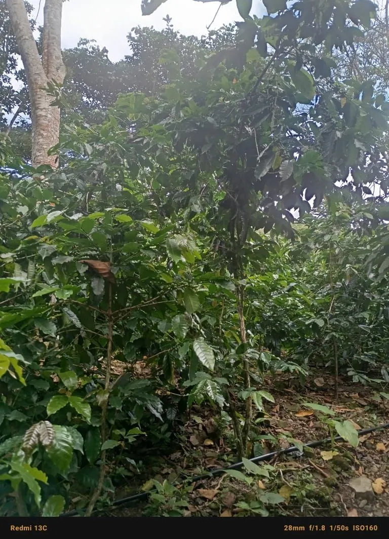 El Pringamoso