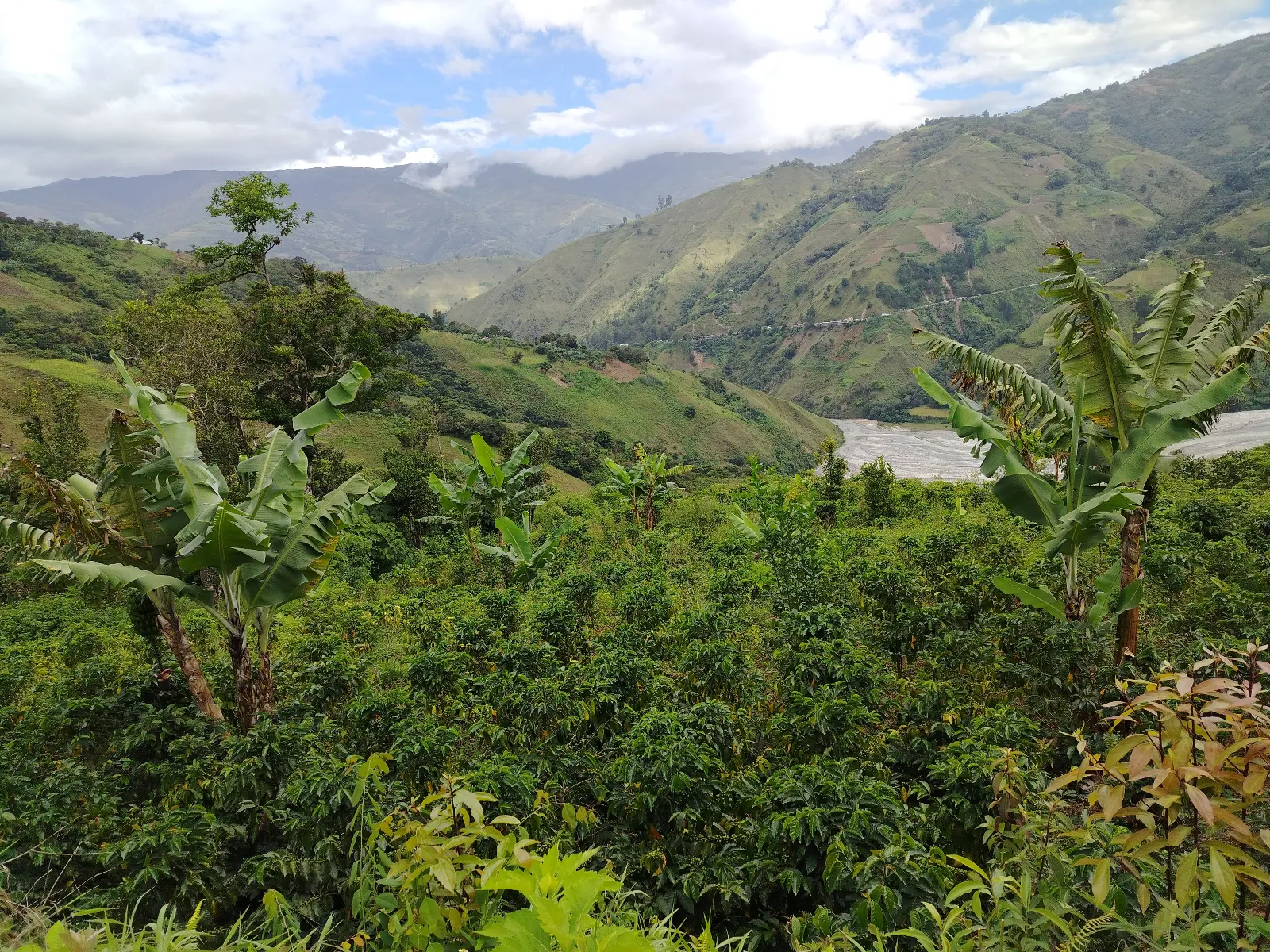 Finca teran