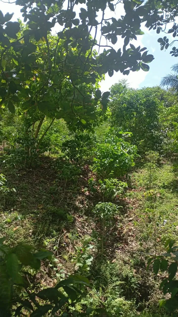 Orellana