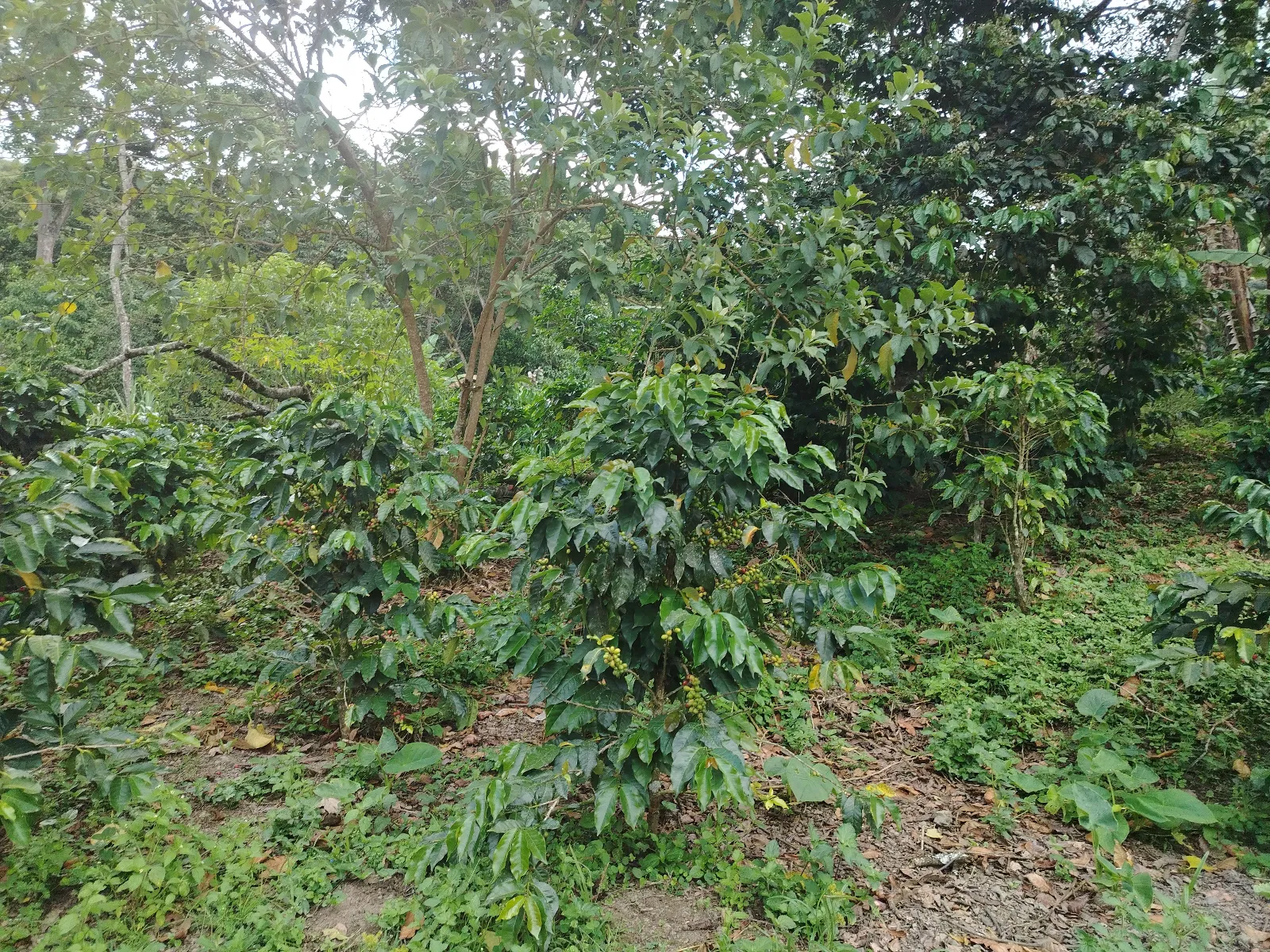El guamal