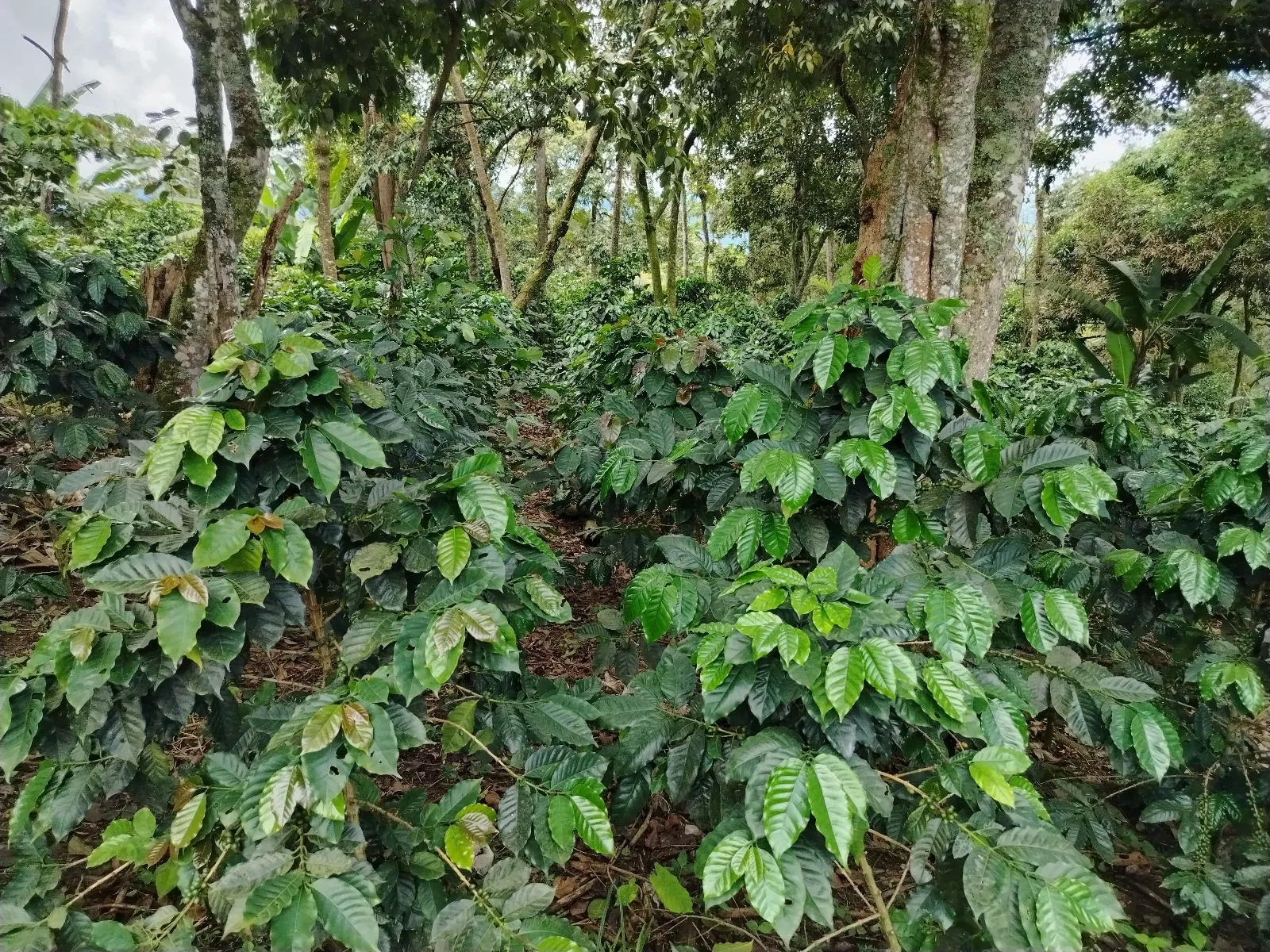 Mi Esperanza