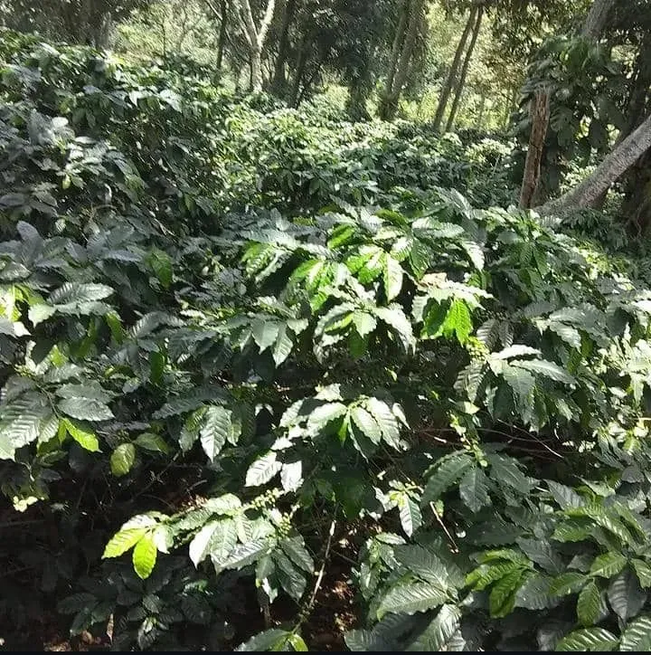Hacienda la china