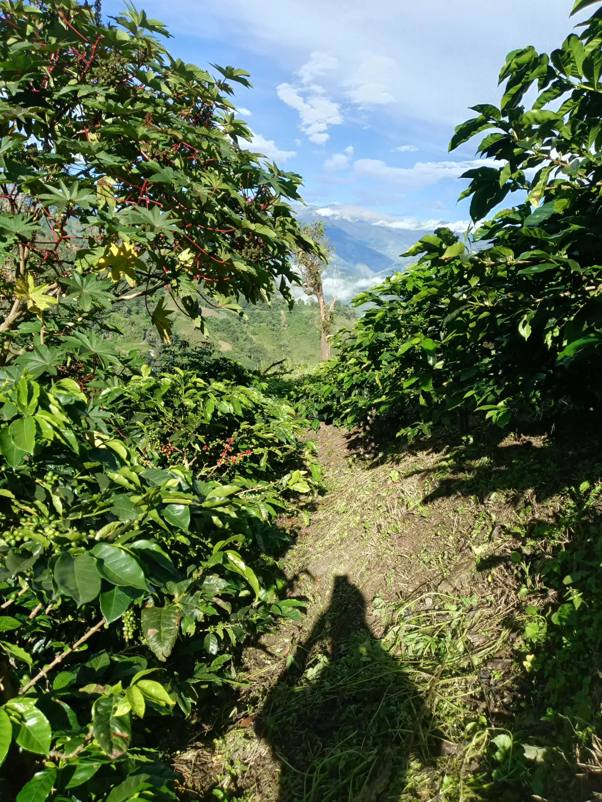 Finca hermanos Hernández