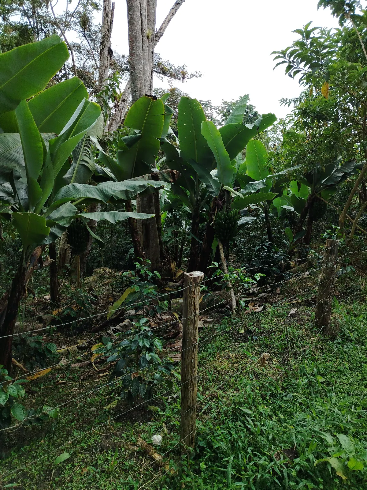 San benito