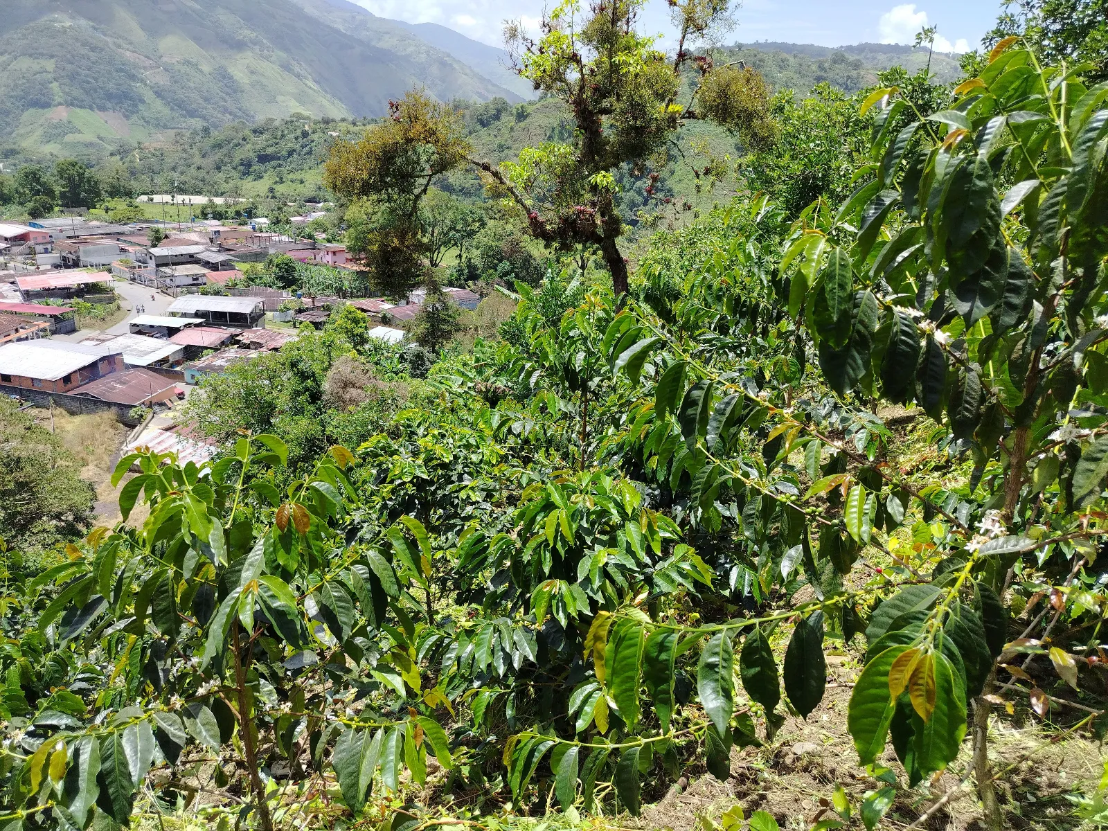 Finca los Graterol