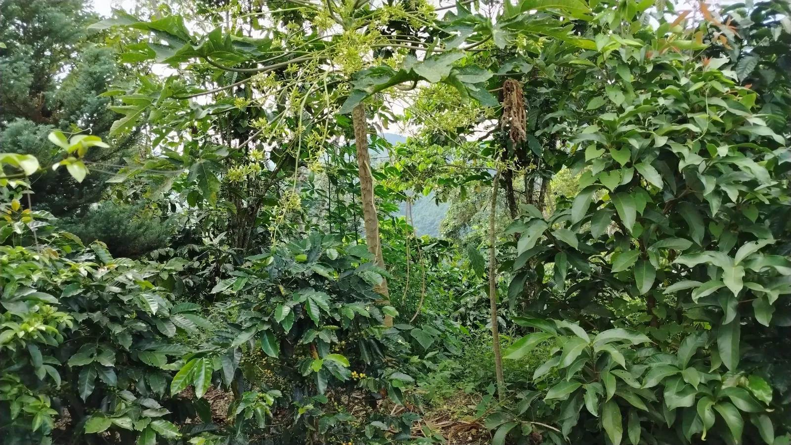 La milagrosa 3