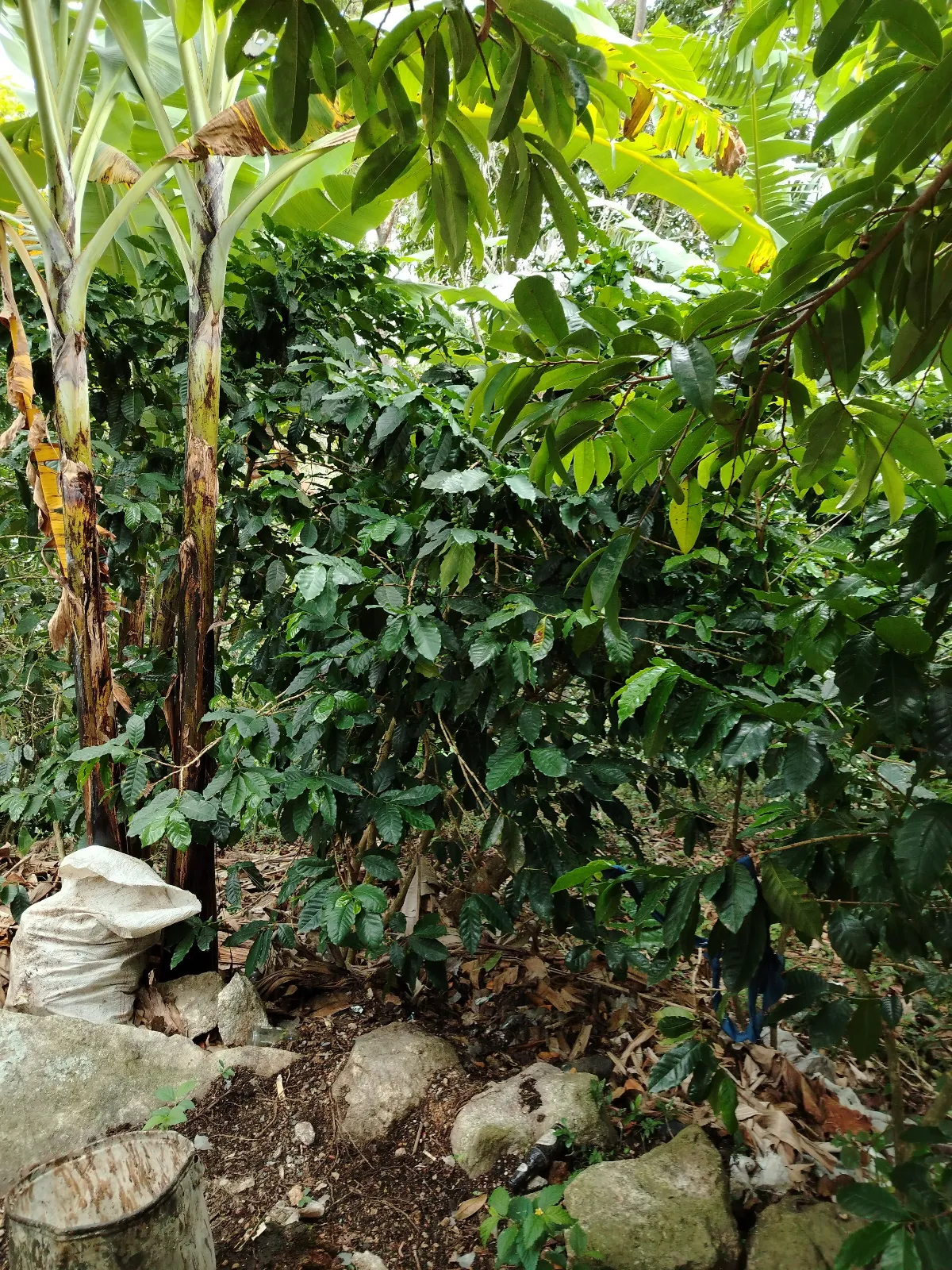 El cafetal