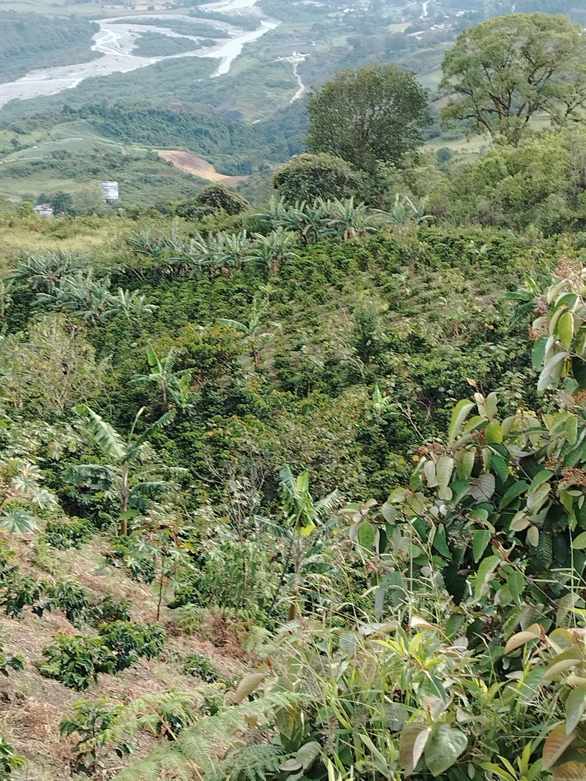 Finca César Torres