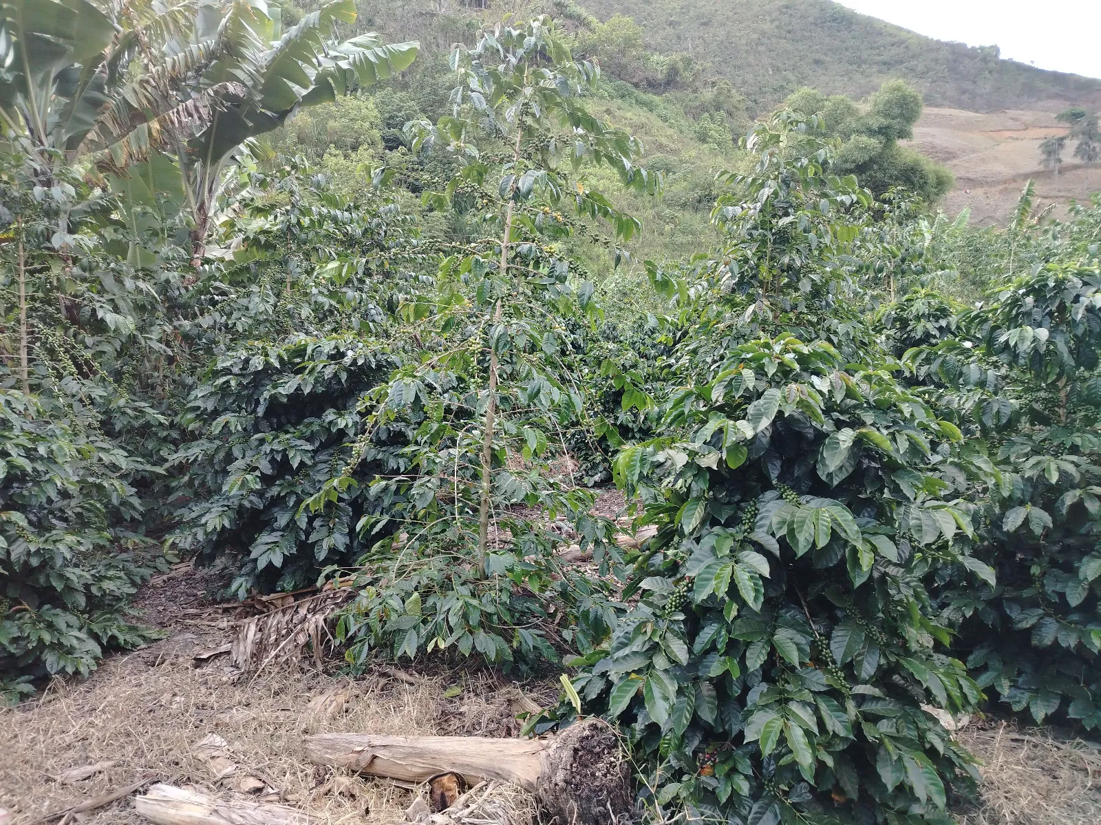 La Vega