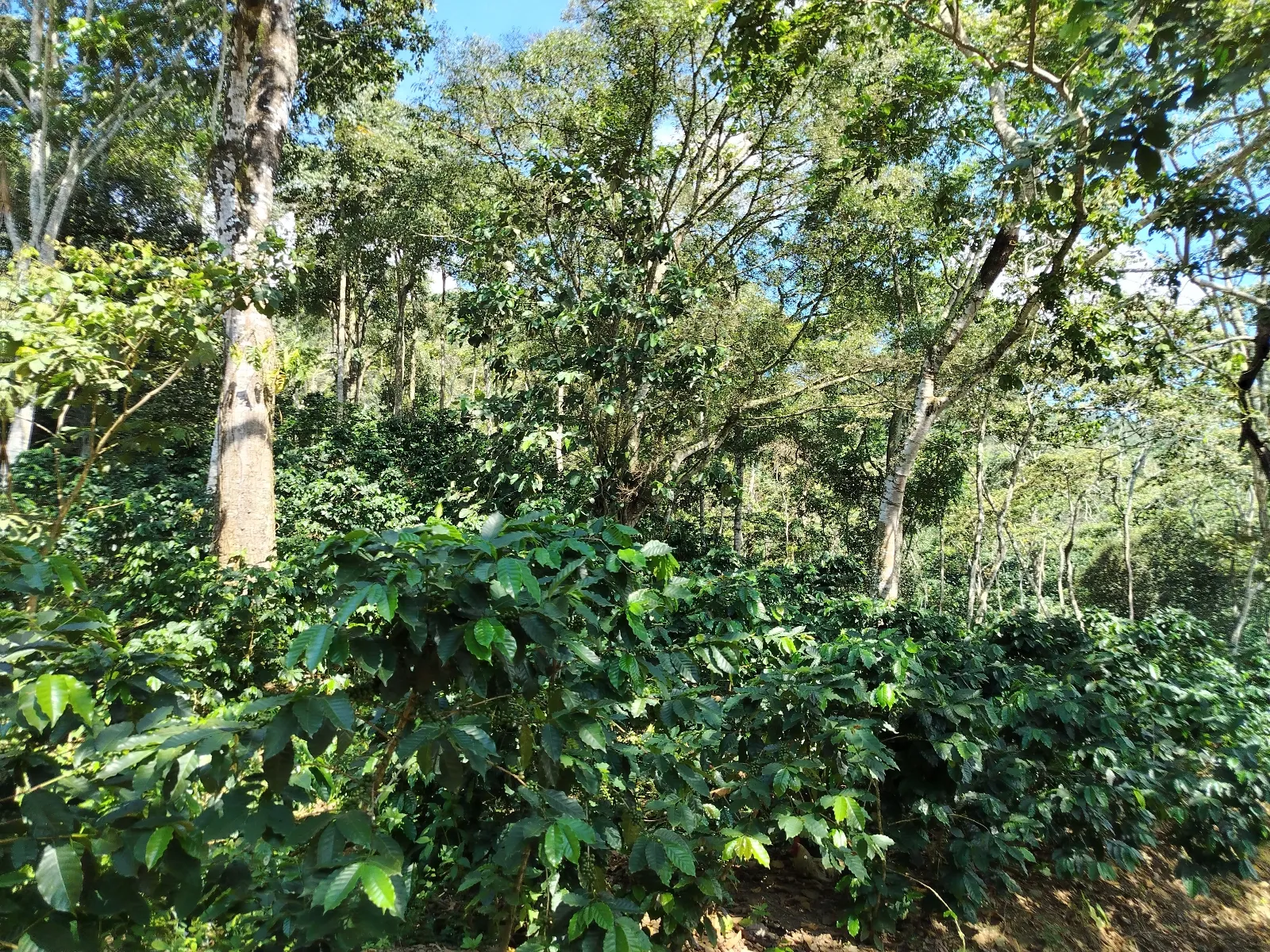 El llanito