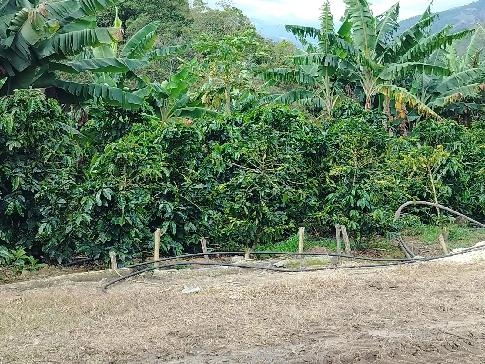 La golondrinas