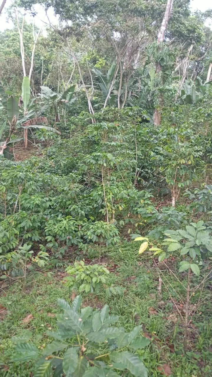 La Hernandina