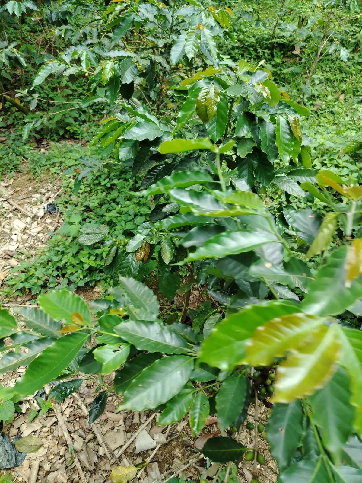La Malcriada