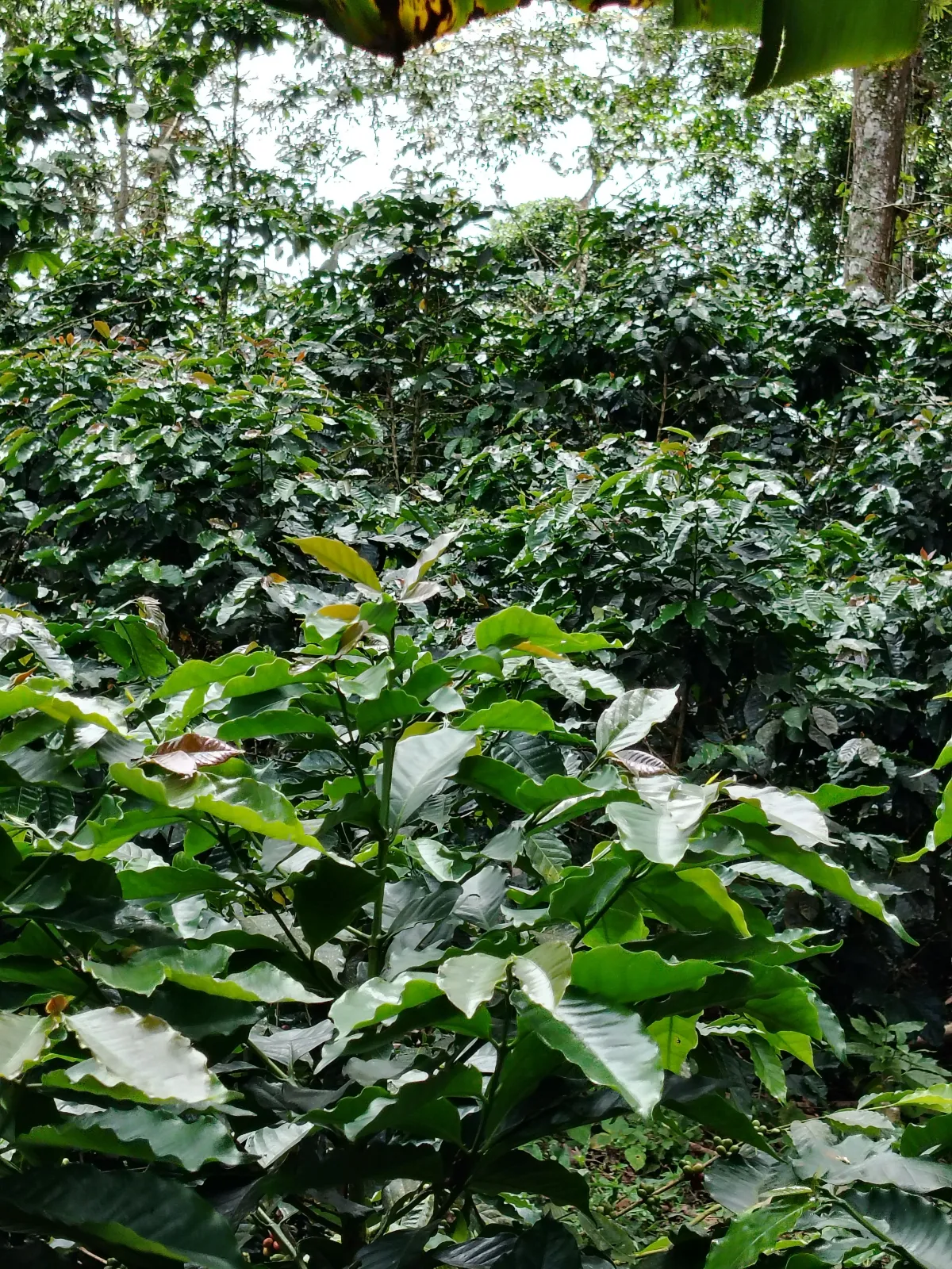El Valle