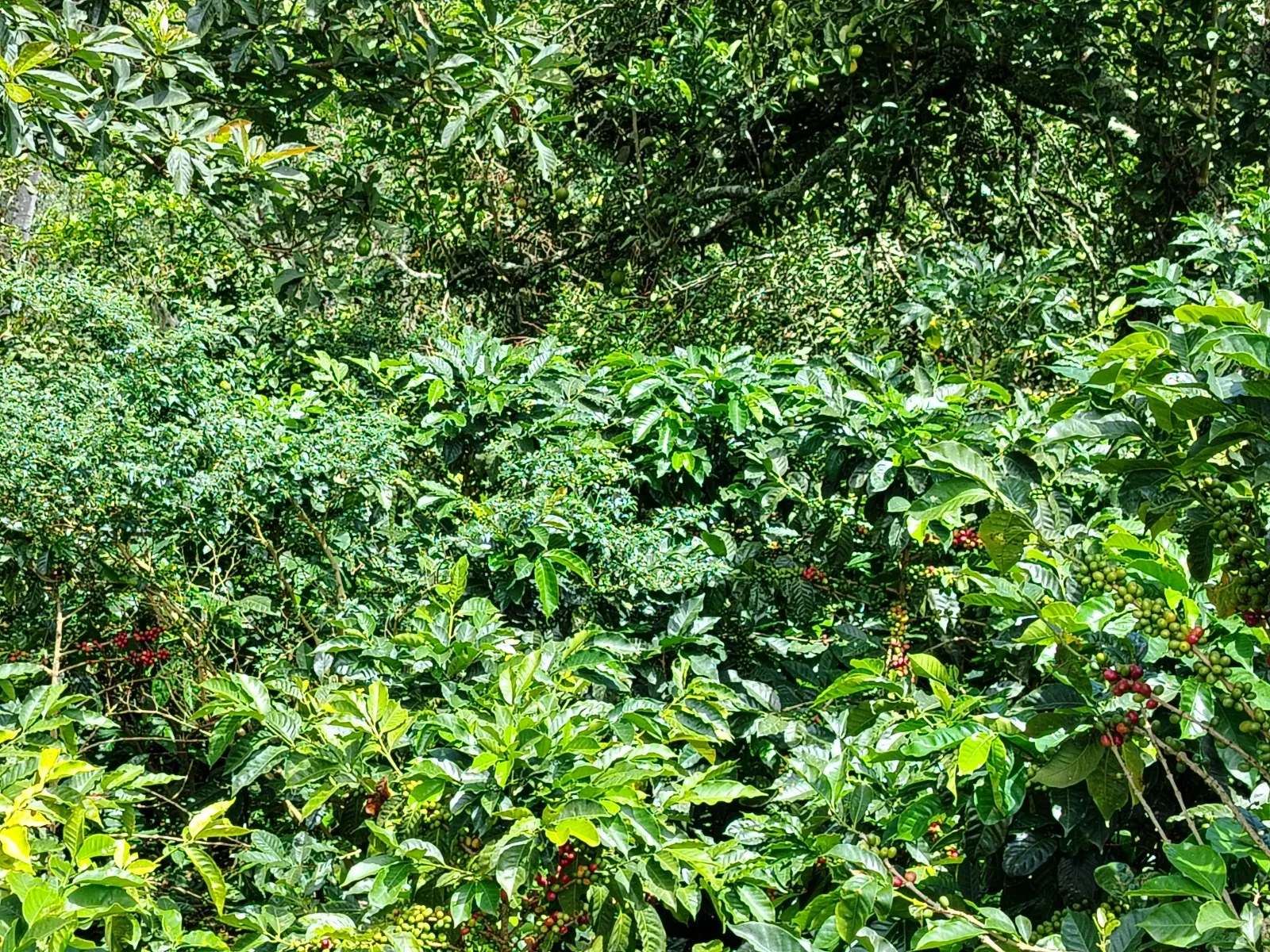 Loma del medio