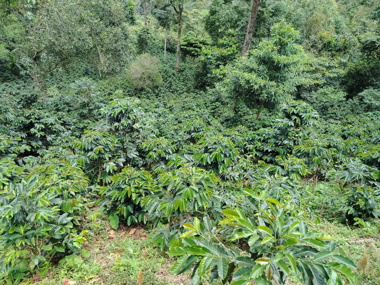 La Fundadora