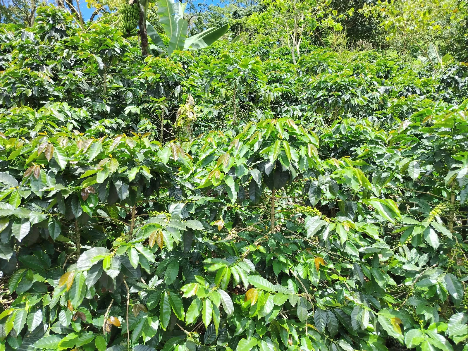 El Valle