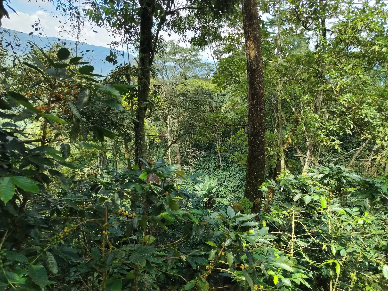 El Paraiso