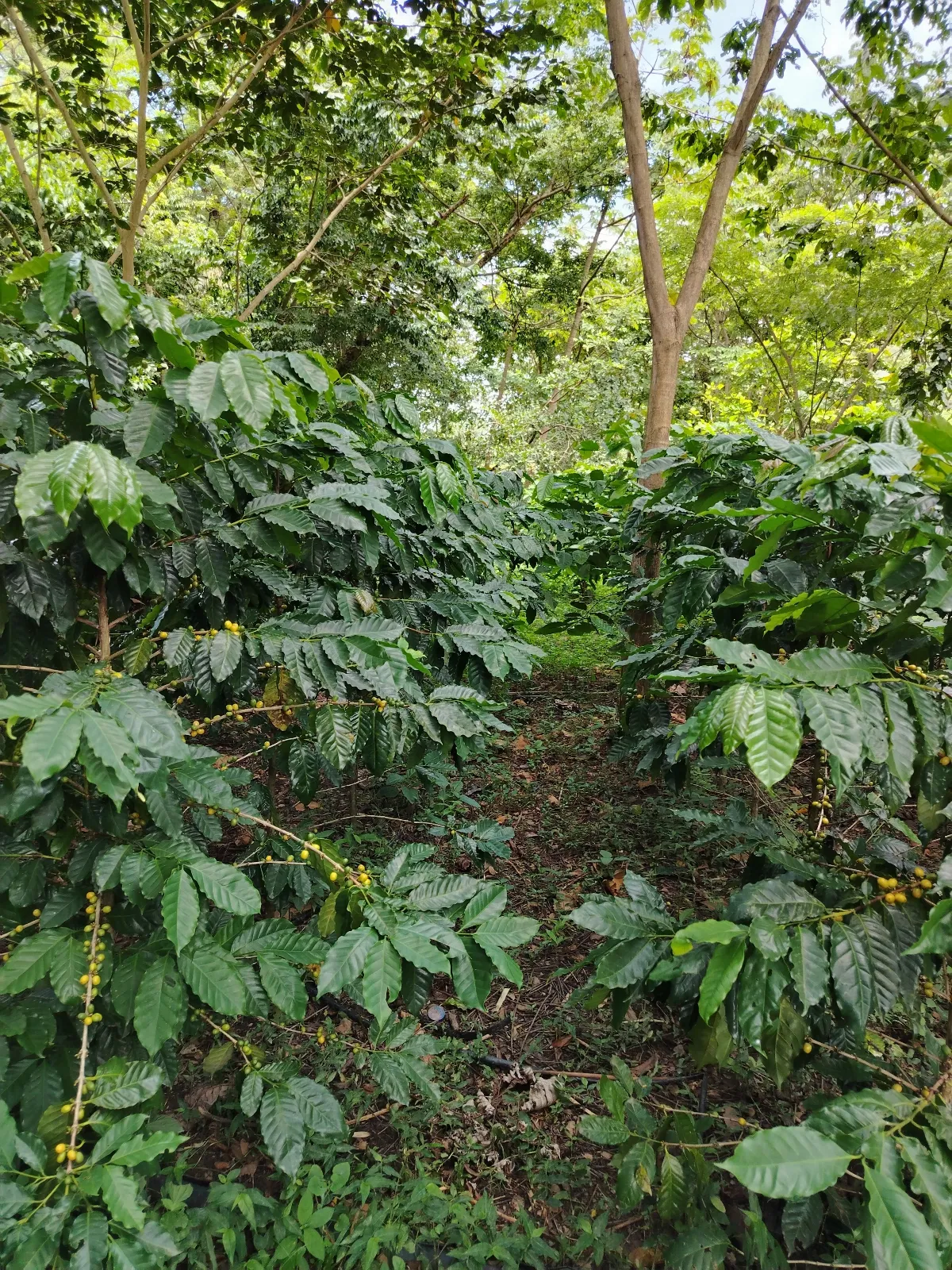 Agropecuaria Santo Domingo