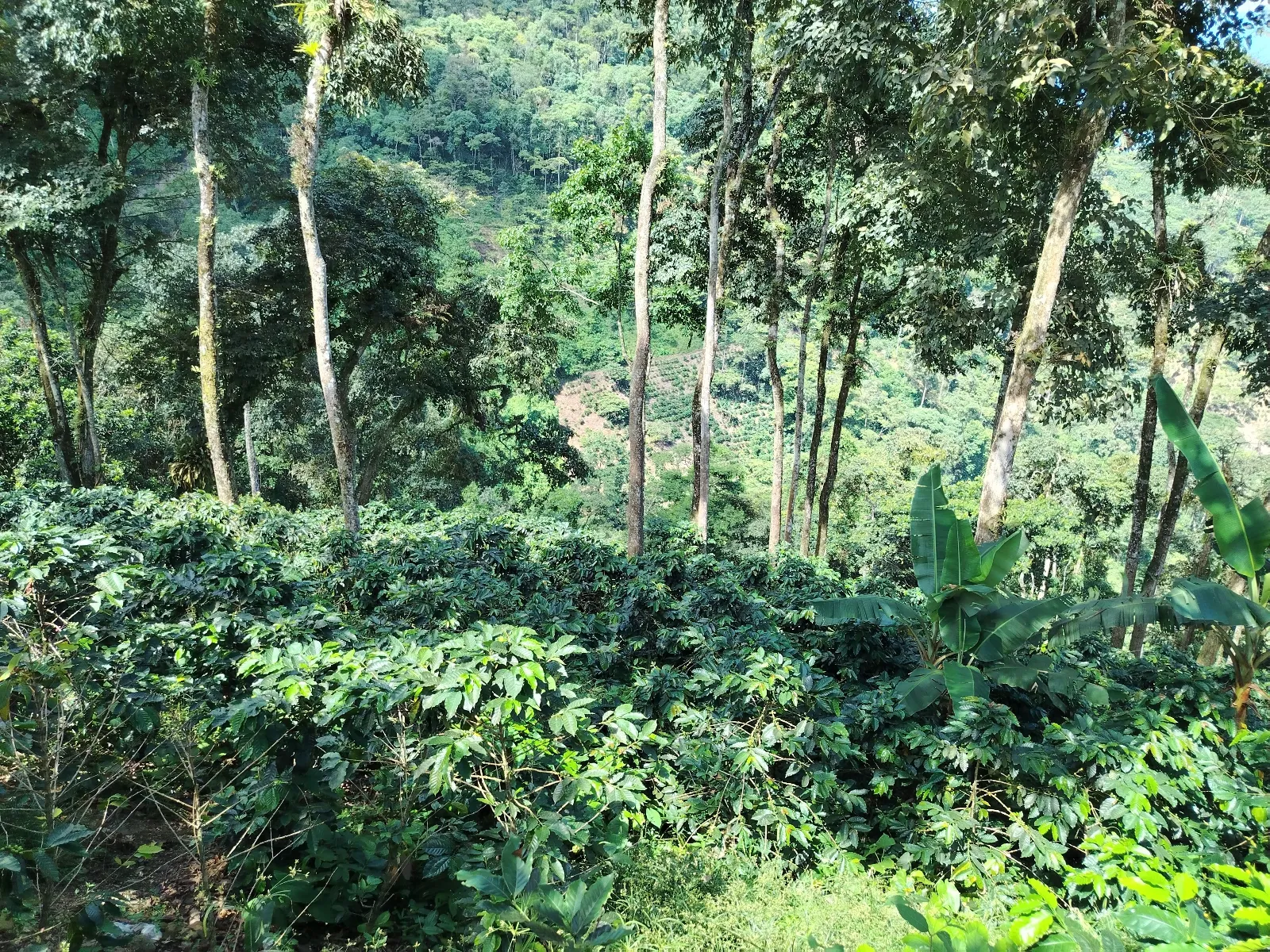 La ortensia