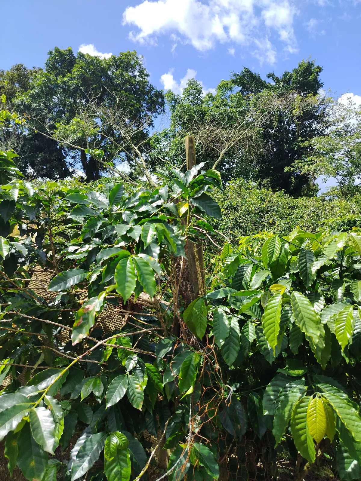 Café Paraíso