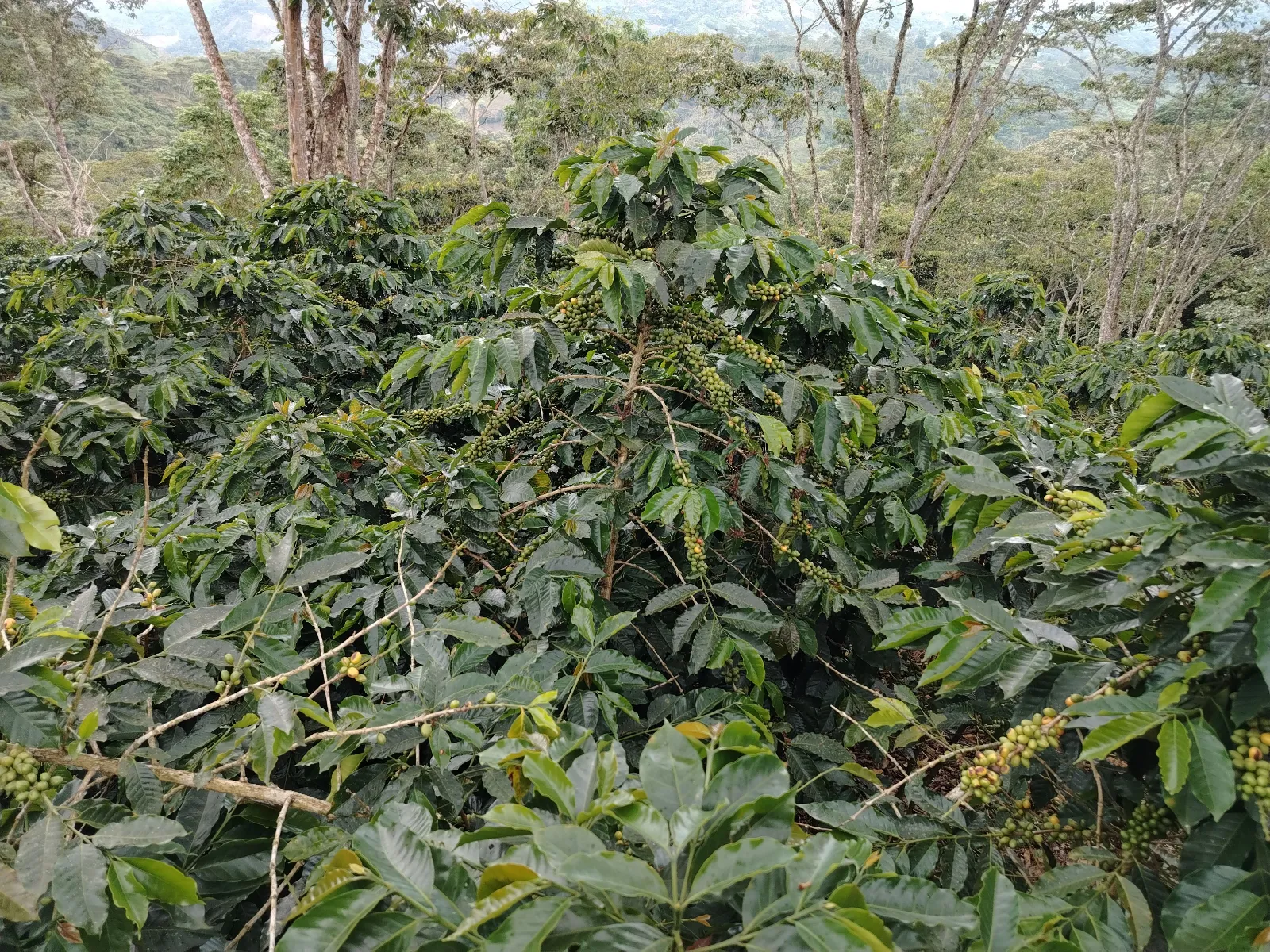 José Manuel