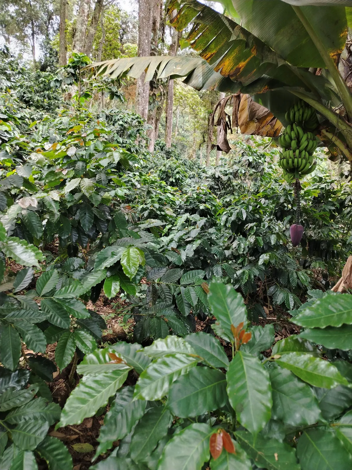 La piña