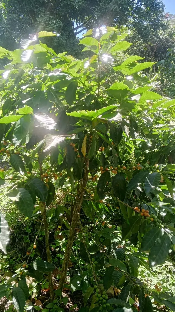 El Naranjillo