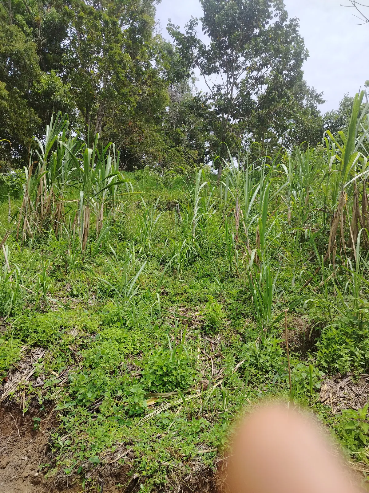 El chaparral