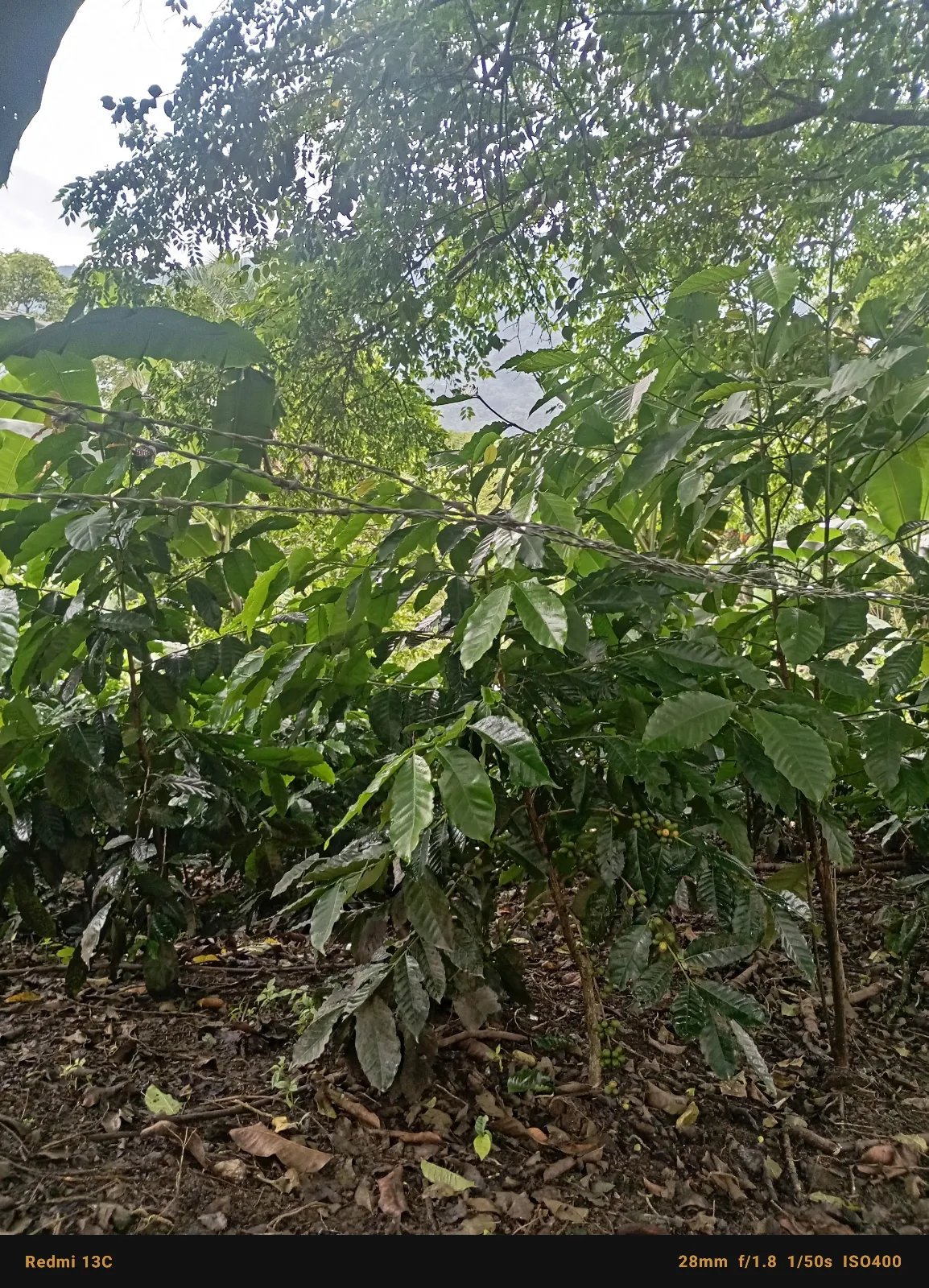 La Ramera