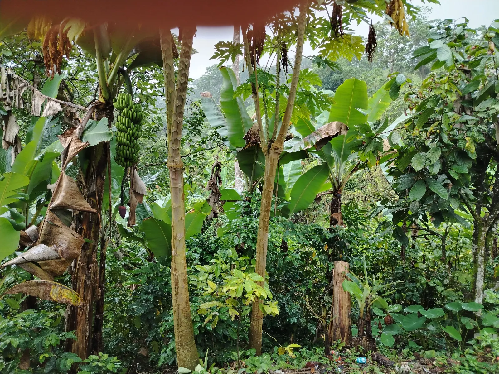 La Laguneta