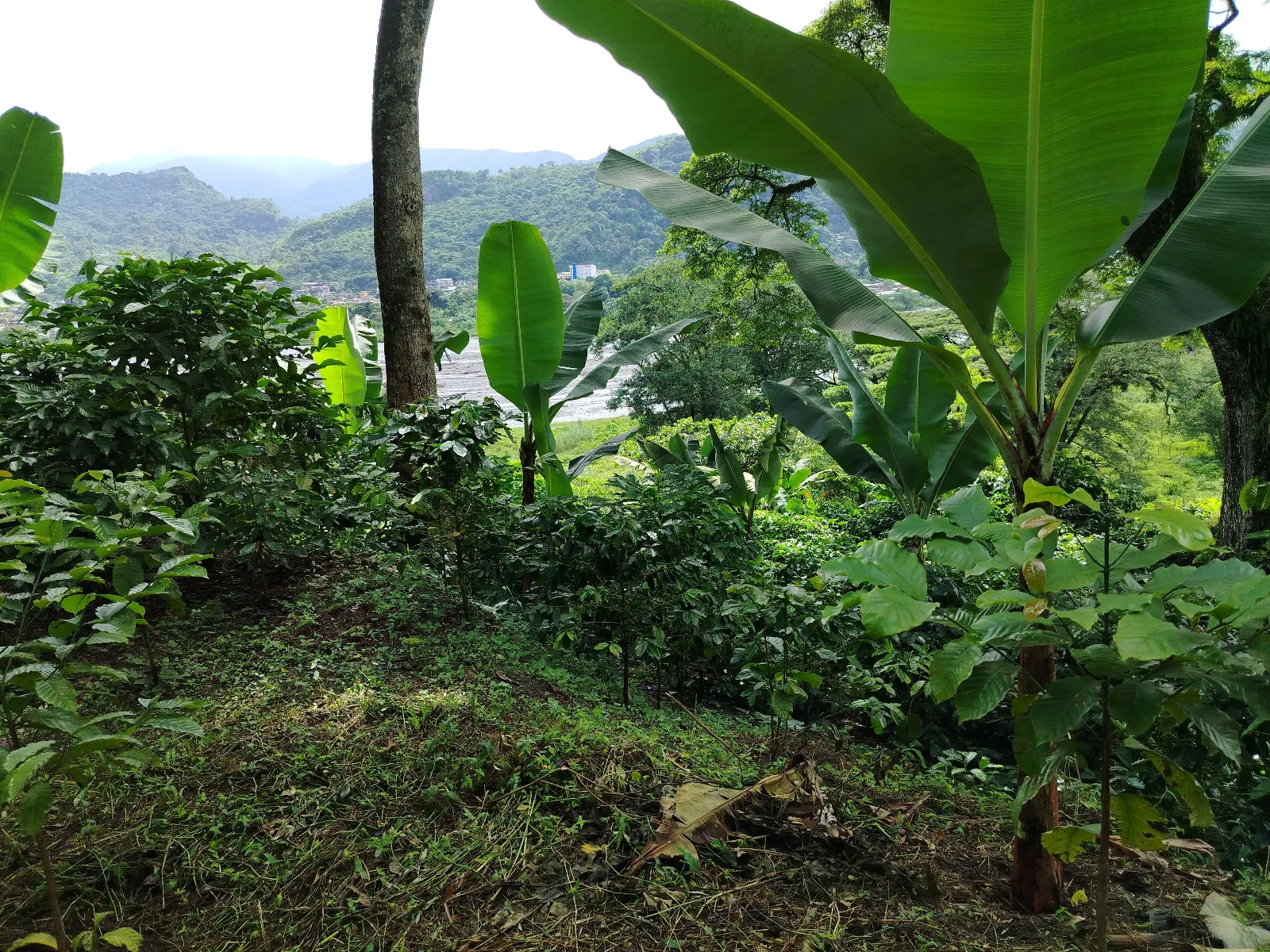 El Esfuerzo