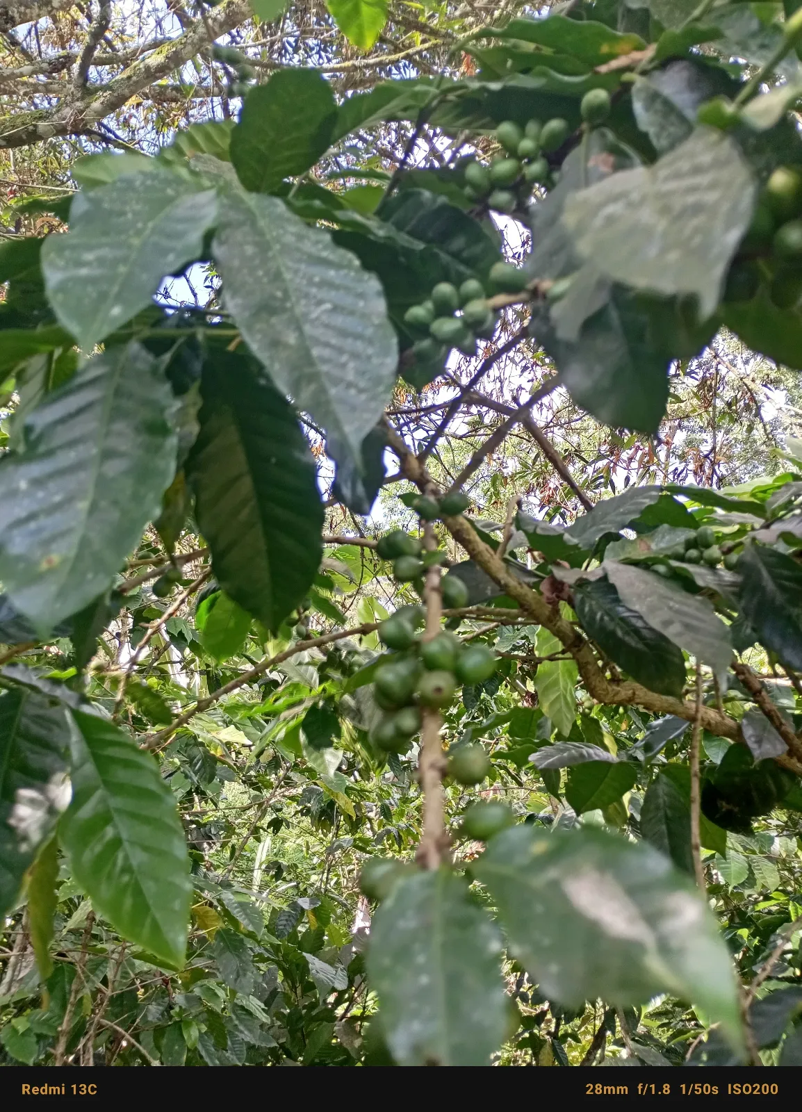 Las Palmeras