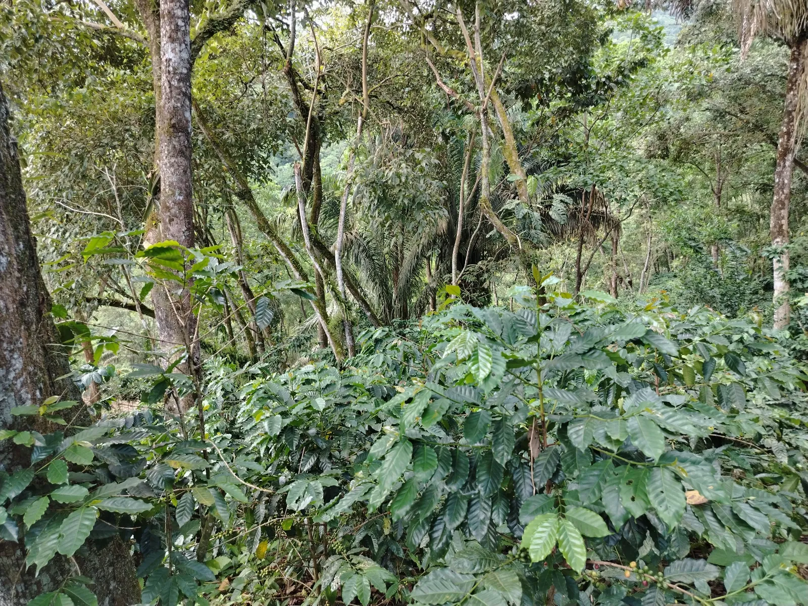 La esperanza