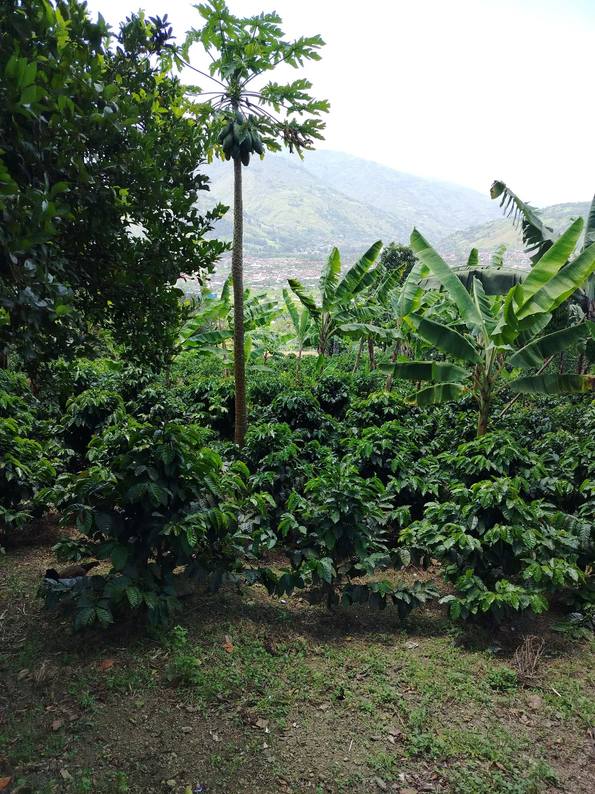 Finca Pedro