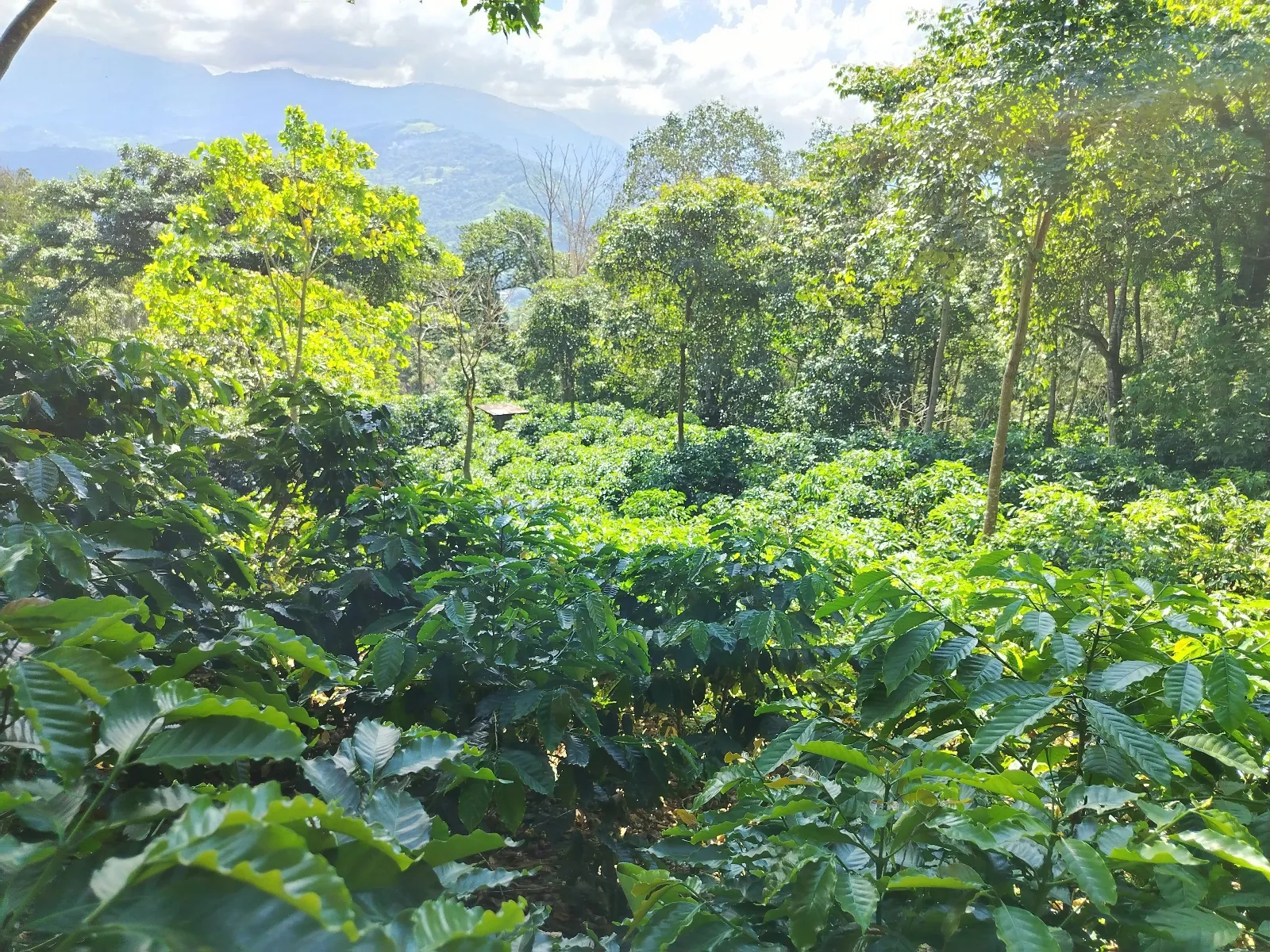 La guamera