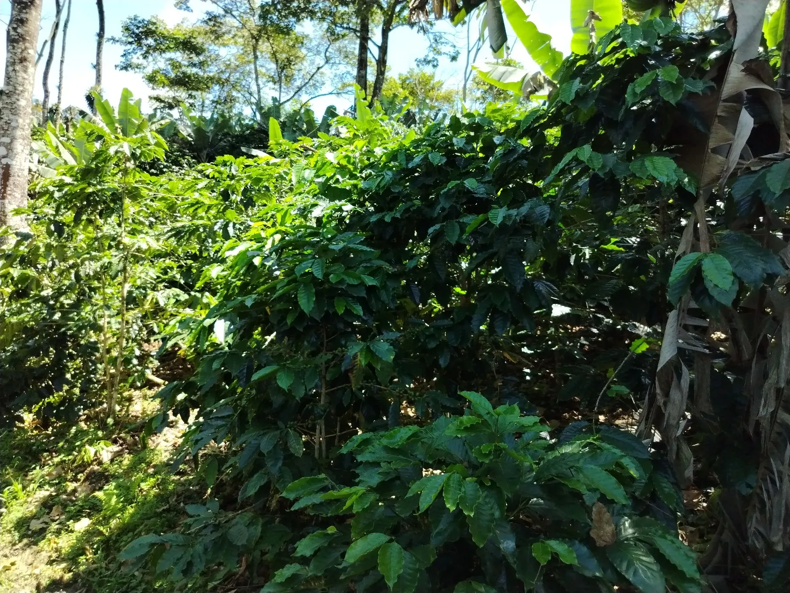 Las Gualba