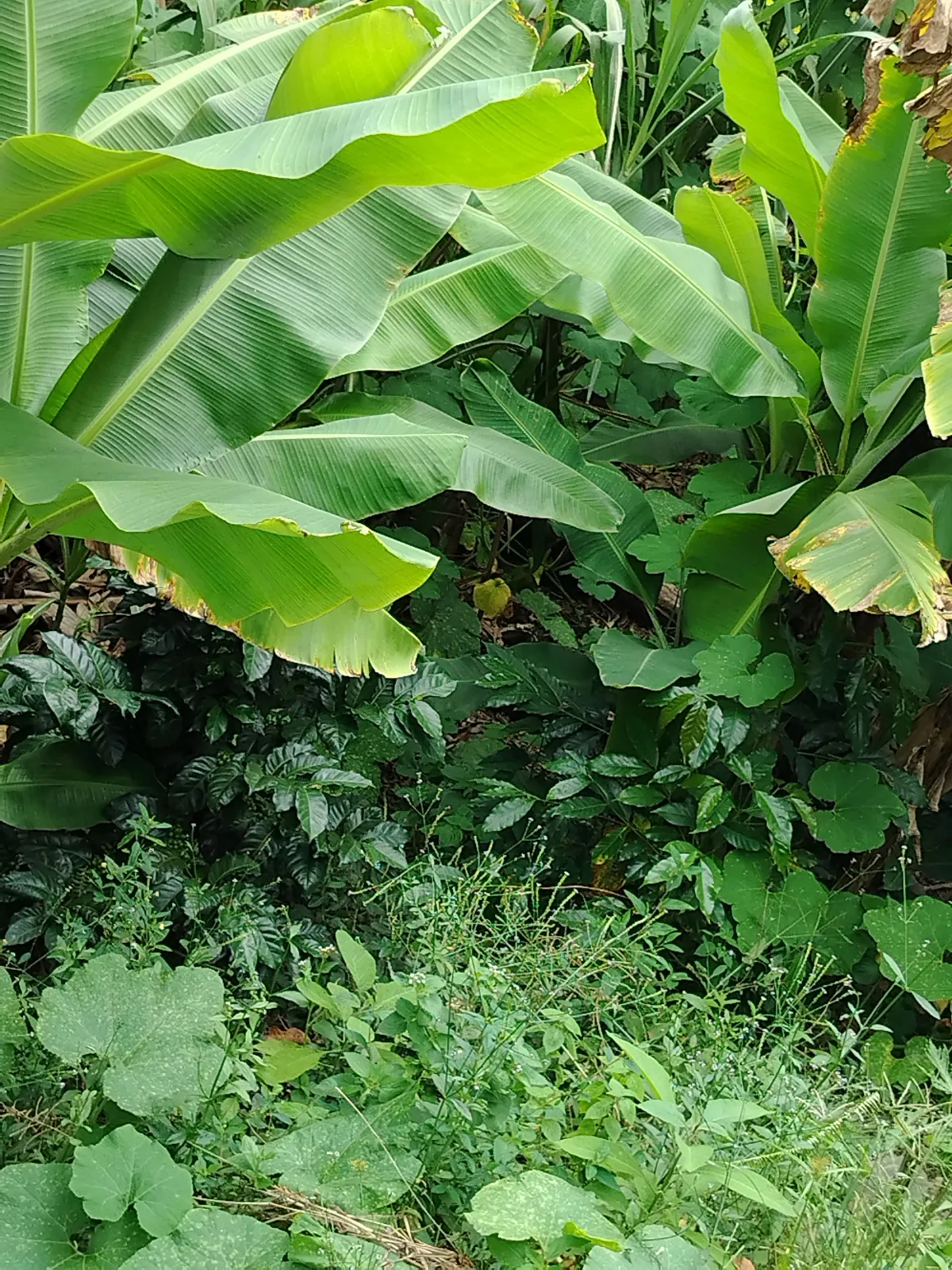 La loma