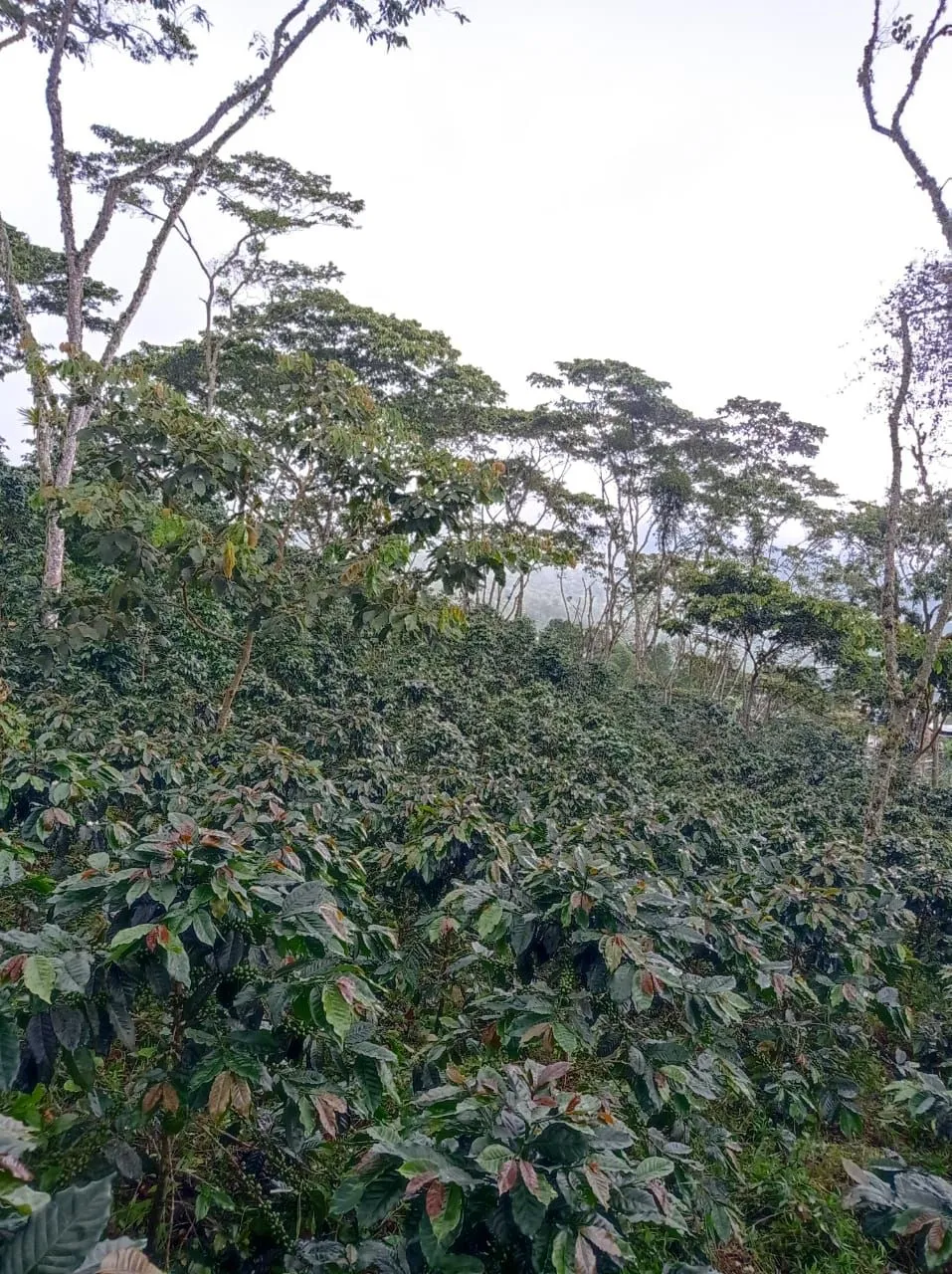 El Manantial