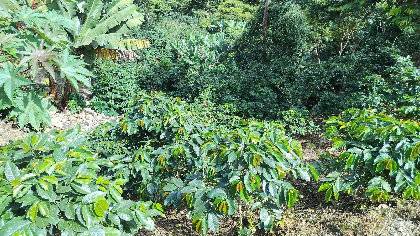 La trinidad 2