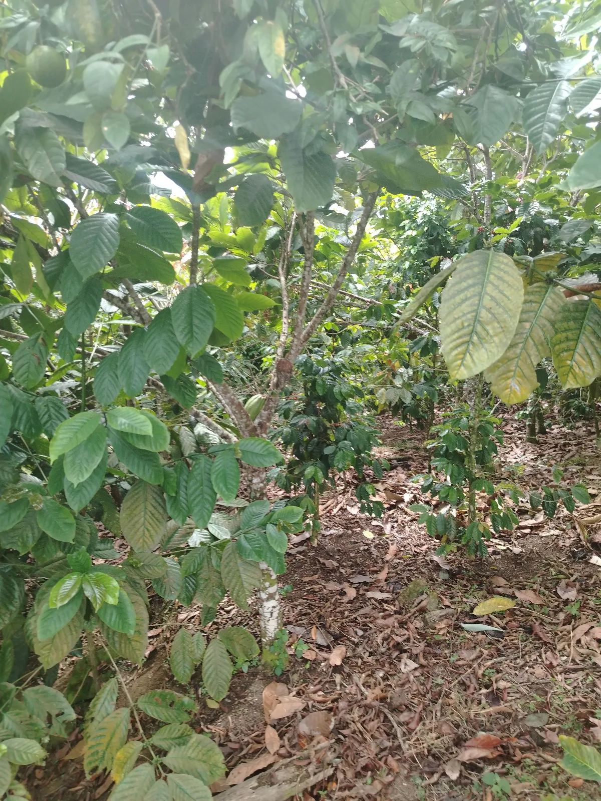 Agua de montaña