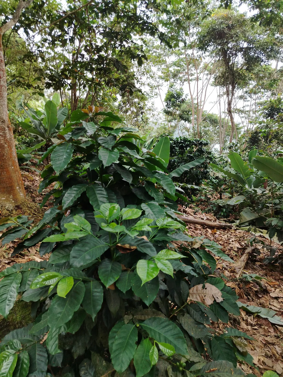 La Coromoto