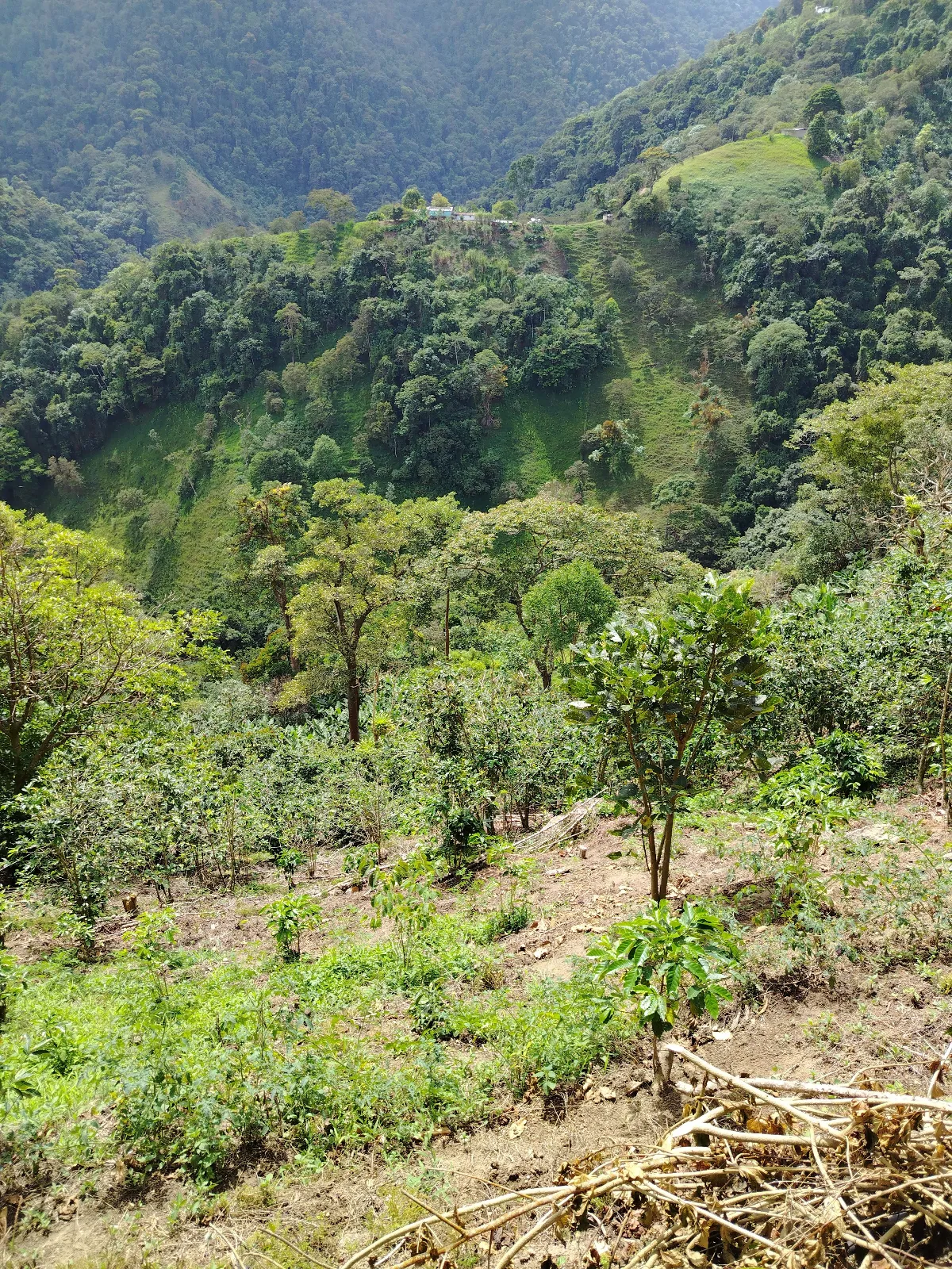 Buena vista
